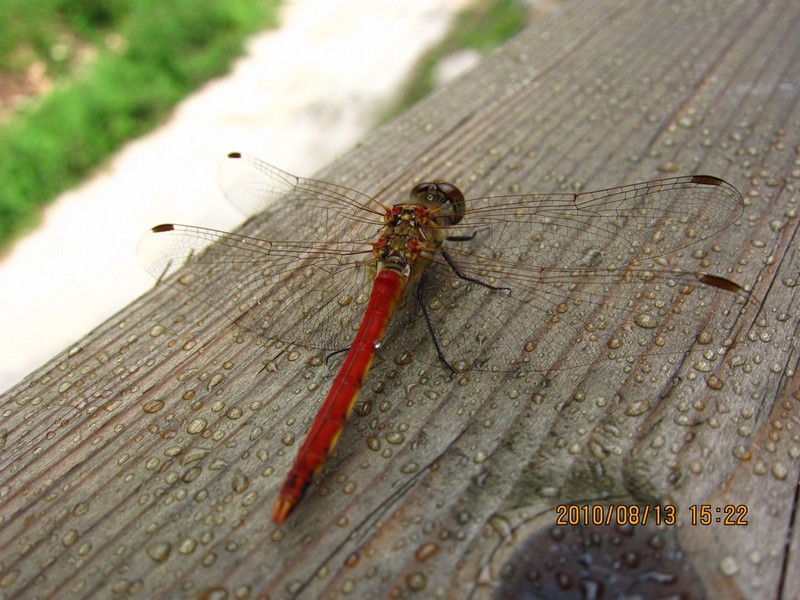 2010-08-13-040.jpg