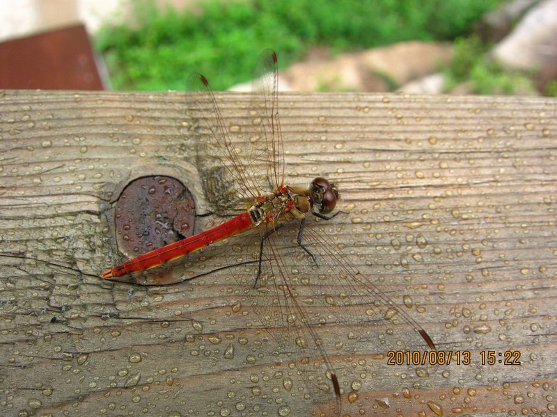 2010-08-13-041.jpg