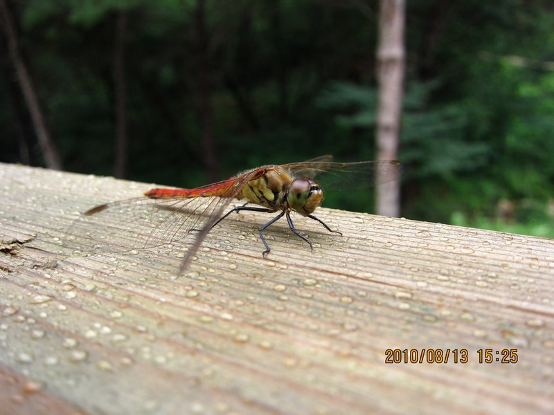 2010-08-13-046.jpg