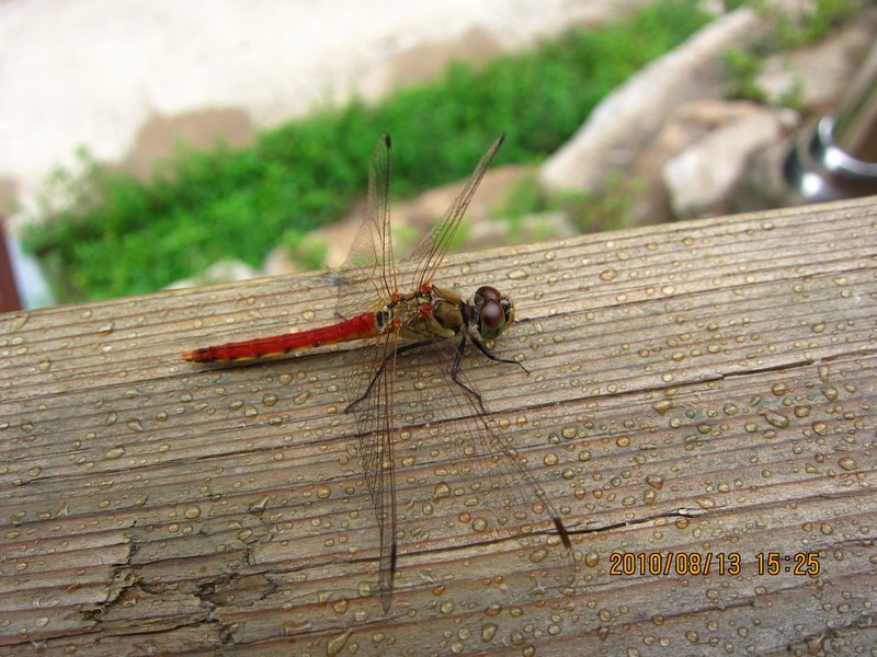 2010-08-13-047.jpg