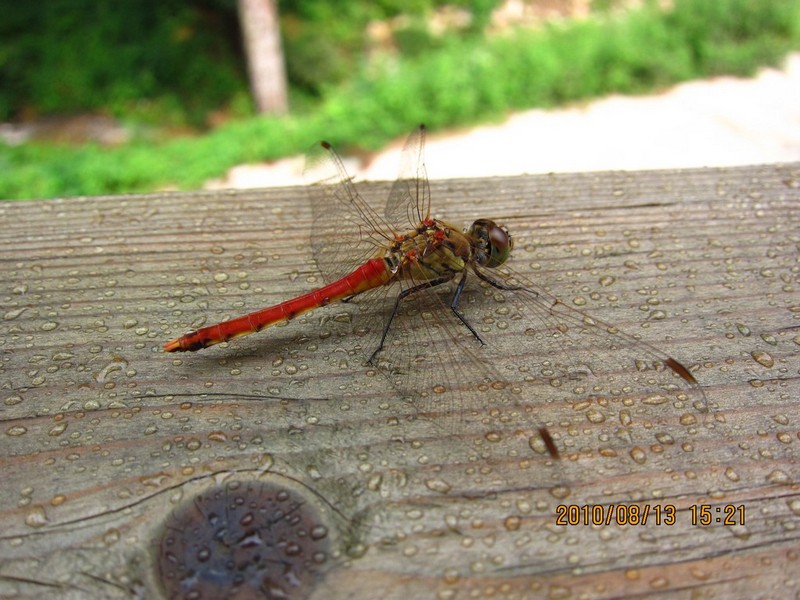 2010-08-13-038.jpg
