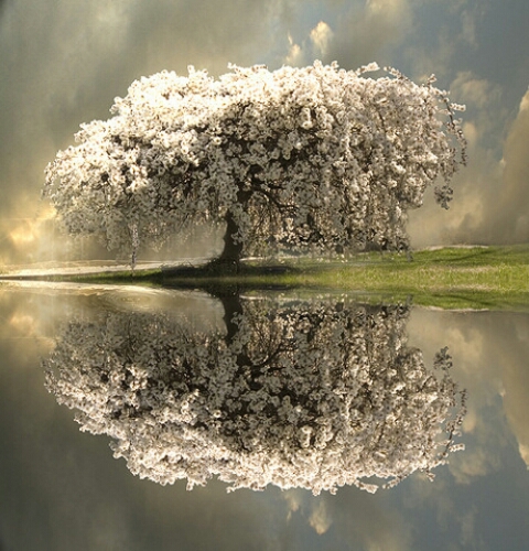 1392385583861_amazing-blossom-tree-reflection_%281%29.jpg