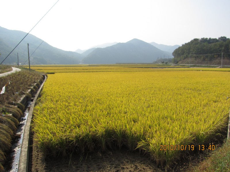 2010101913406.jpg