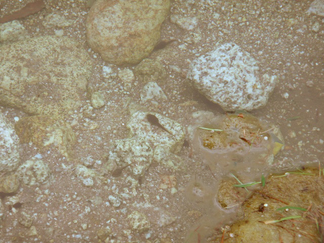 P1000756.jpg