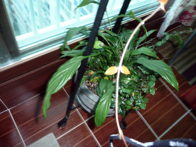 P1010083.jpg