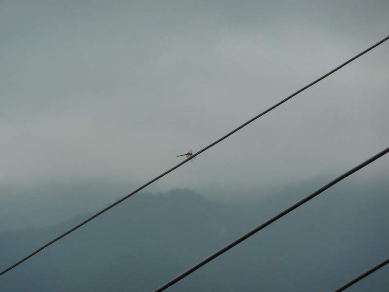 P1010157.jpg