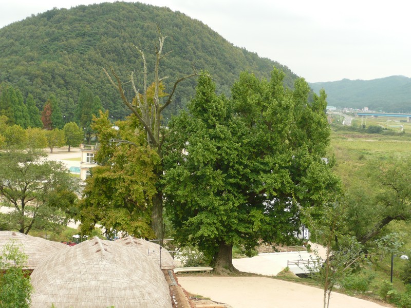 P1020031.jpg