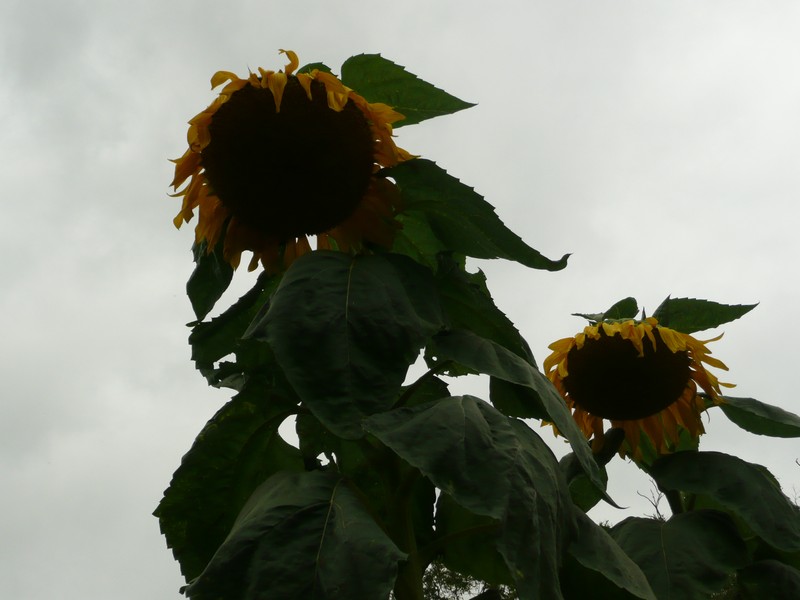 P1020078.jpg