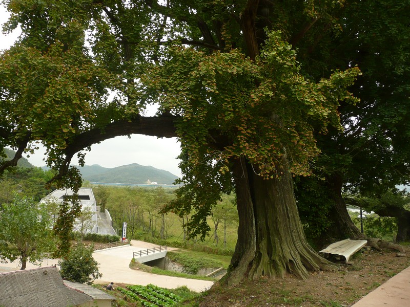 P1020023.jpg