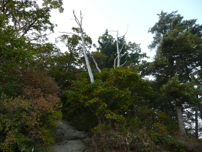 P1020340.jpg