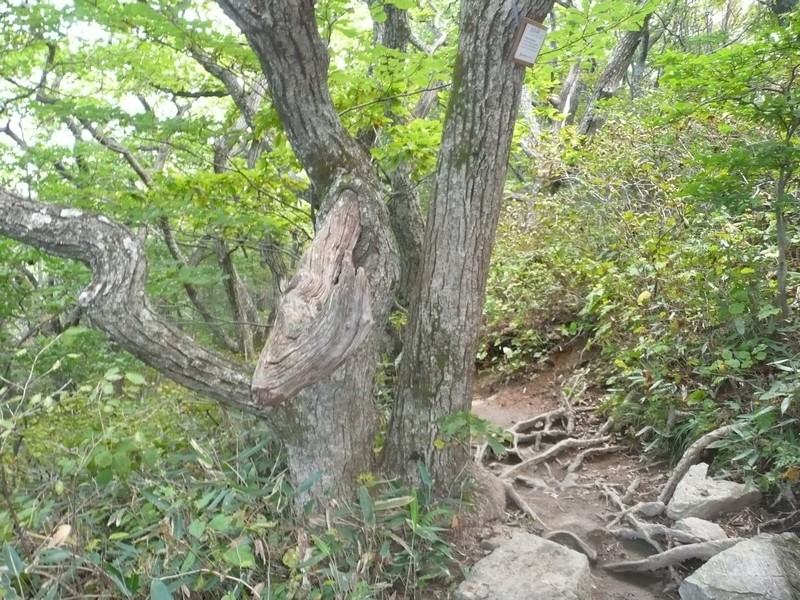 P1020256.jpg