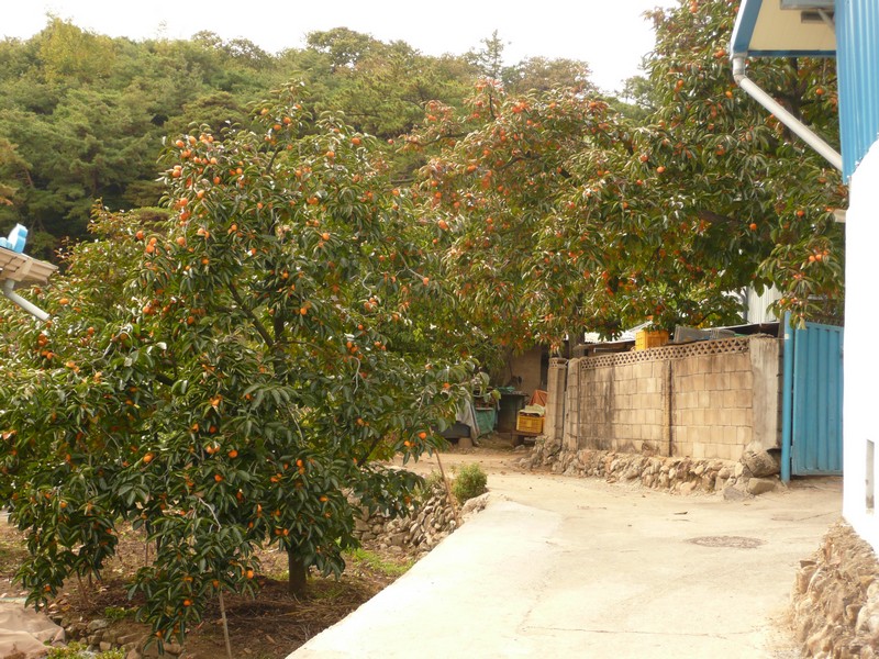 P1020437.jpg