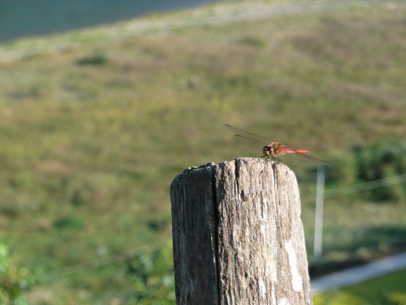 2009-09-19-135.jpg